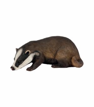 Baby Badger Drinking