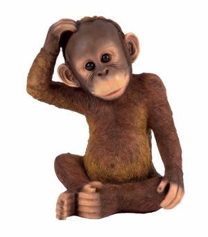 Baby Orangutan