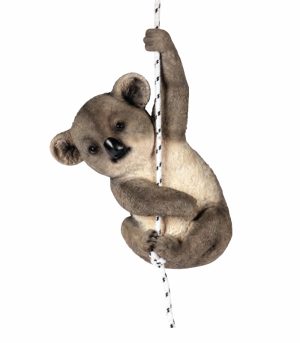 Climbing Koala