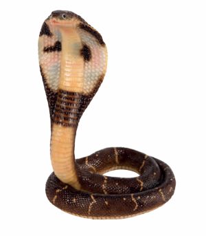 Cobra