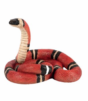 Coral Snake