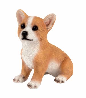 Corgi Pup