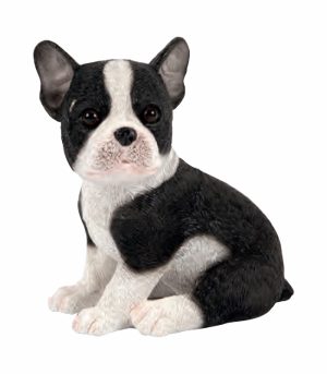 French Bulldog Pup