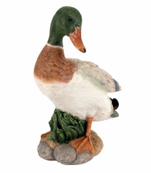 Mallard Duck