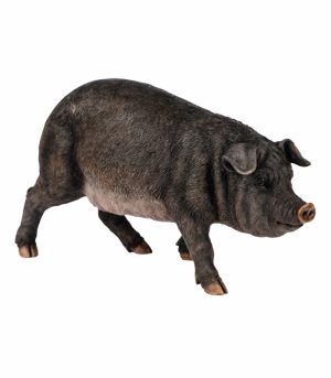 Medium Black Pig