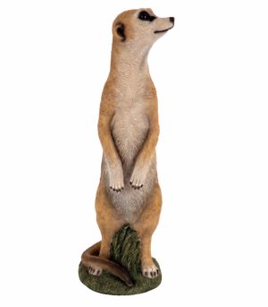 Meerkat