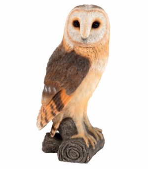 Perched Barn Owl