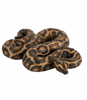 Python