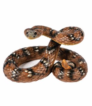 Rattle Snake