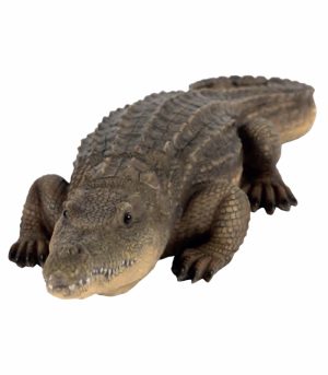 Resting Crocodile