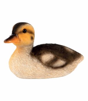 Resting Duckling
