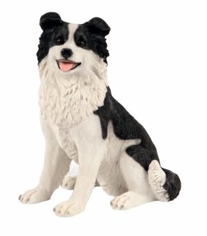 Sitting Border Collie