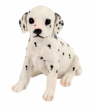 Sitting Dalmation