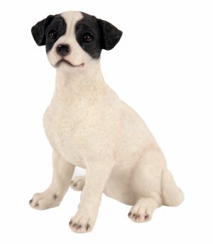 Sitting Jack Russell