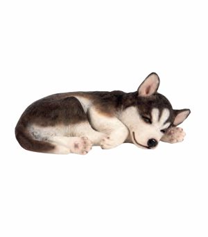 Sleeping Siberian Husky