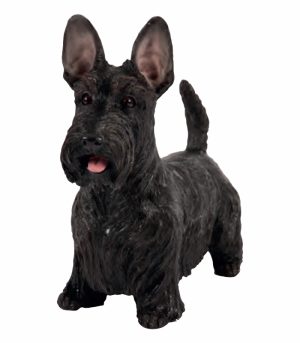 Standing Black Scottish Terrier