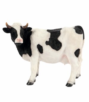 Standing Black & White Cow