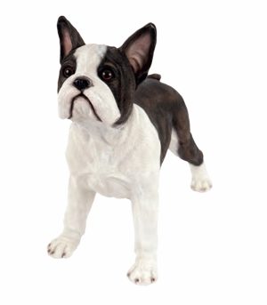 Standing French Bull Terrier