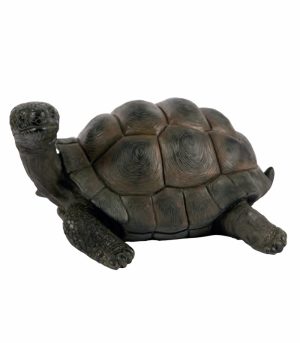 Tortoise