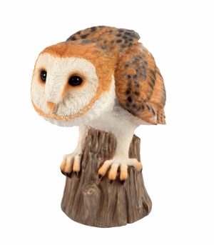 Watchful Barn Owl