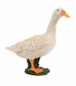 White Duck