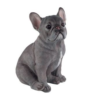 Sitting French Bull Dog