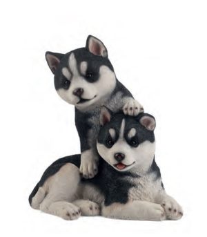Husky Pups