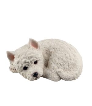 Laying Westie