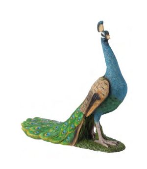 Standing Peacock